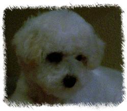 Bichon frise puppy from Max and Maggie