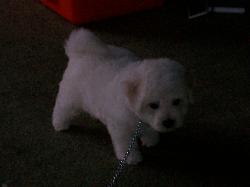 A Female Bichon Frise from Crystal and Max