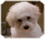 beautiful Bichon Frise puppy after grooming