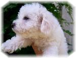 Champion bloodline quality Bichon Frise puppy