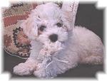 Bichon Frise puppy picture
