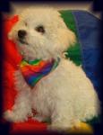 Remy, Bichon puppy picture