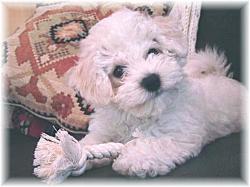 female Bichon Frise puppy,champion bloodlines