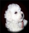 Beautiful Bichon puppy