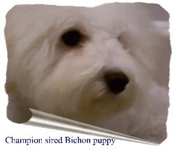 Champion sired Bichon Frise puppy