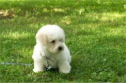 Bichon puppy picture