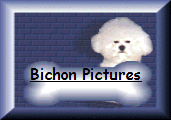 Bichon puppy pictures, Bichon puppy pictures, Bichon Frise pictures,purebred bichon puppy