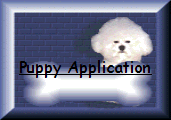 Bichon Frise puppy application, Bichon frise puppy questionnaire, Bichon Frise puppy for sale