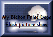 Bichon Frise dog Flash Movie. Turn up your speakers...