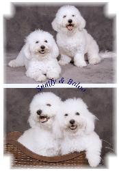 Bichon brothers living in Michigan with Paul & Mary