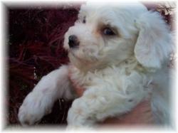 Bichon Frise puppy picture